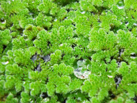 Снимка на Azolla caroliniana, (Wildenow, 1810)